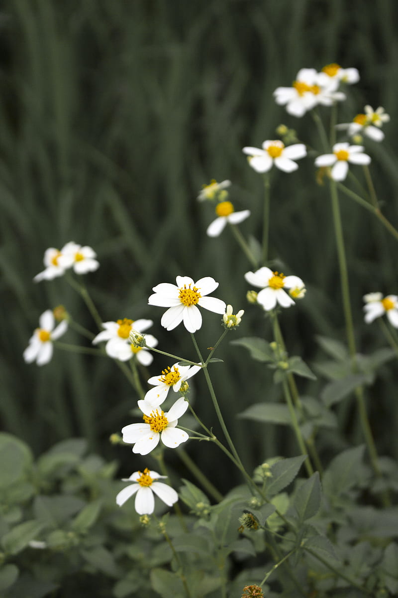 Close-Up of White Flowers, HD phone wallpaper