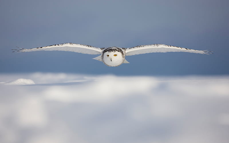 Snowy Owl flying over the snow, HD wallpaper