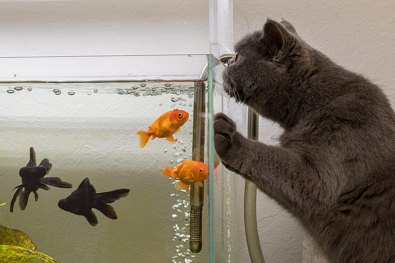 Cats, Cat, Aquarium, Goldfish, Pet, HD wallpaper
