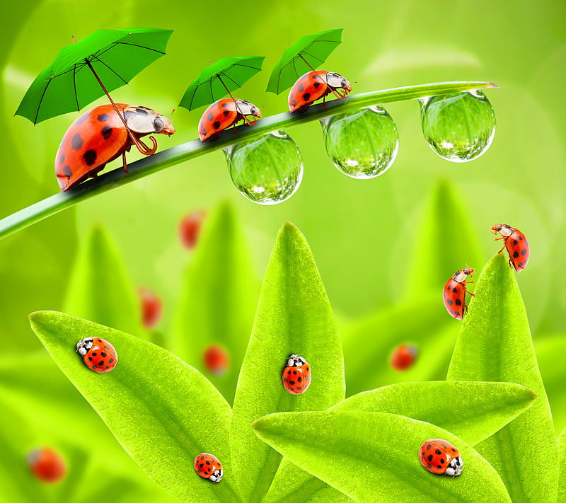 Lady Bugs, bigs, cute, drops, green, leafs, nature, water, HD wallpaper