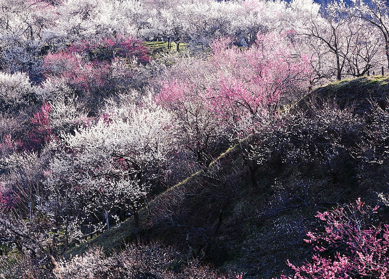 Plum Blossoms, plum, tree, japan, blossom, japanes, nature, spring, pink, HD wallpaper