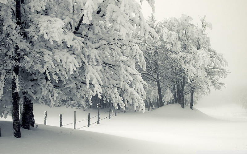 snowing-the cold winter landscape, HD wallpaper