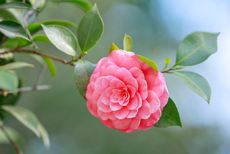 Camellia, Branches, Pink, Nature, Flower, HD wallpaper