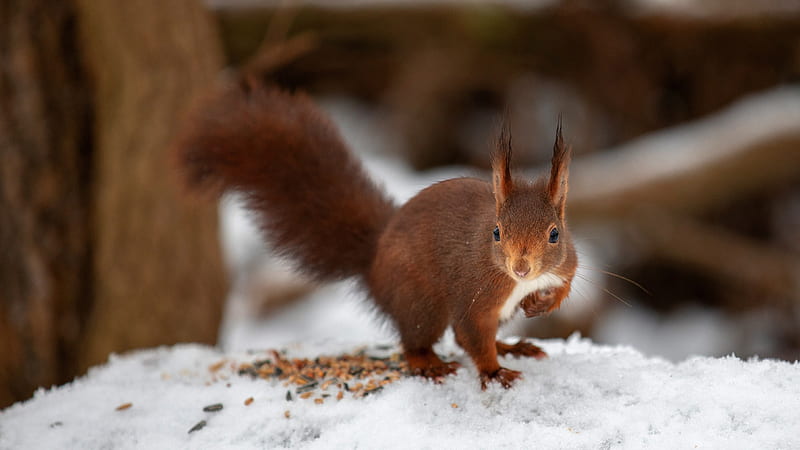 Squirrel, snow, animal, winter, HD wallpaper