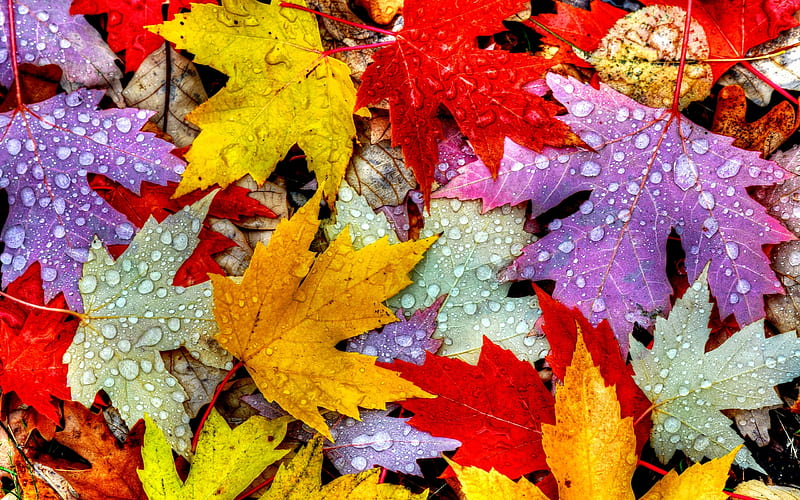Nature Autumn Leaves, autumn, leaves, nature, drops, colorful, HD wallpaper