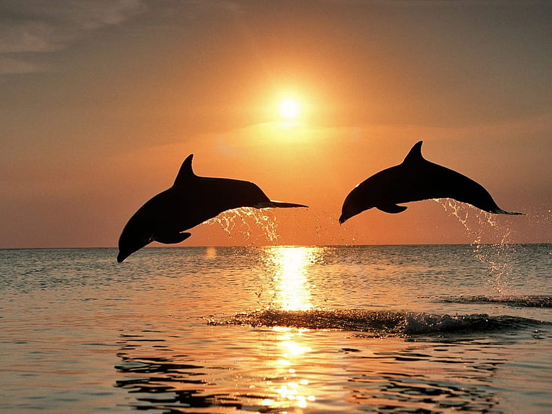 Dolphin Pair in the Sunset, two as one, dolphin pair, dolphins, leaping dolphins, HD wallpaper