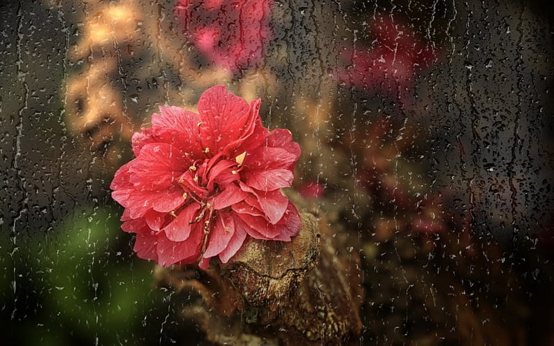 Rainy day, red, glass, window, rose, flower, rain, pink, HD wallpaper