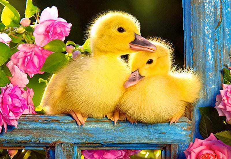 Duckling, fence, pretty, fluffy, yellow, bonito, adorable, floral, sweet, nice, duck, flowers, pink, friends, animals, lovely, window, roses, cute, buddies, summer, funny, HD wallpaper