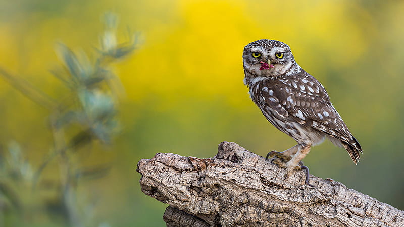 Brown Yellow Eyes Owl With Flower In Mouth On Tree Trunk In Yellow Green Background Owl, HD wallpaper