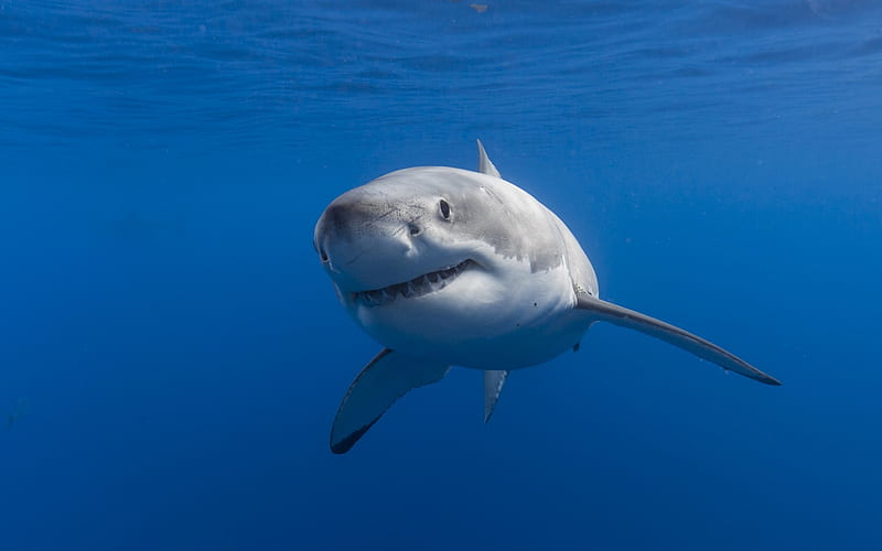 White shark, underwater world, ocean, predator, wildlife, dangerous marine animals, sharks, HD wallpaper