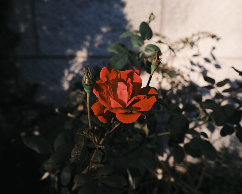 red flower in tilt shift lens, HD wallpaper