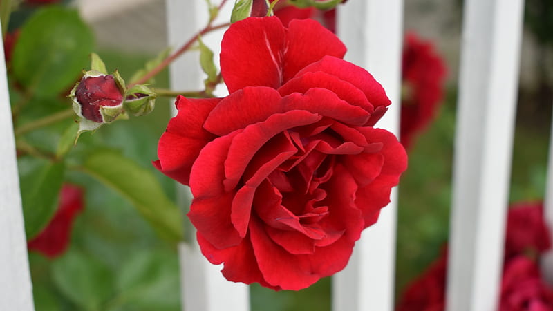 Red rose, fence, rose, flower, white, trandafir, HD wallpaper