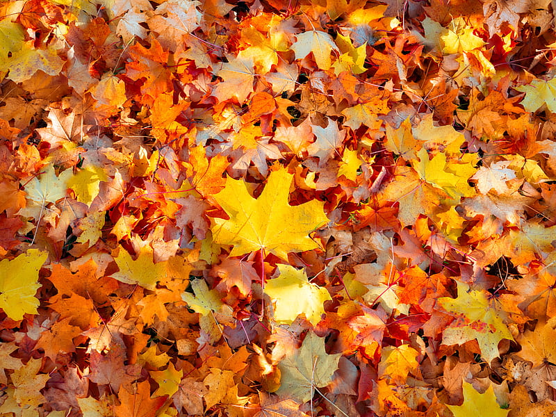 Brown and Yellow Maple Leaves, HD wallpaper