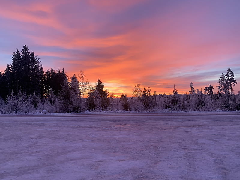 winter, horizon, dawn, snow, trees, sky, sunrise, HD wallpaper