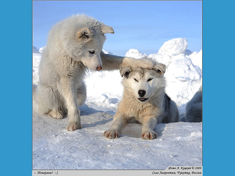 YOU'RE SO COLD ??, pole dogs, snow, you re so cold, animal white, winter, friends, HD wallpaper