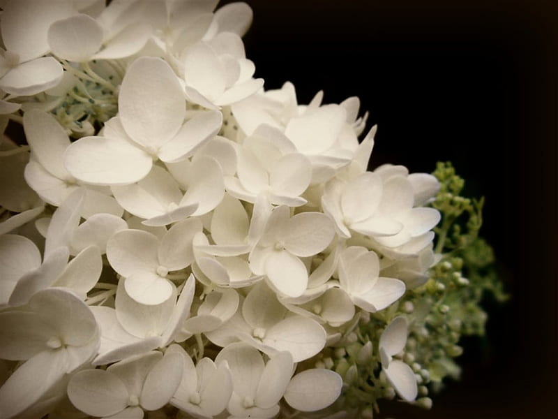 Flores de boda, bonitas, flores, negras, blancas, amorosas, Fondo de pantalla HD | Peakpx Flores de boda, bonitas, flores, negras, blancas, amorosas, Fondo de pantalla HD | Peakpx