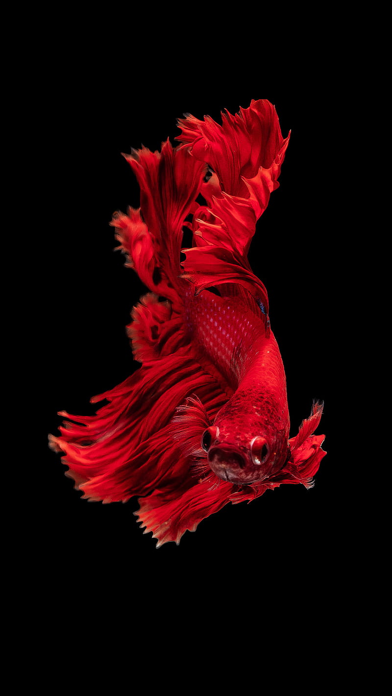 Fish , red, stills, phone, apple, aquarium, HD phone wallpaper