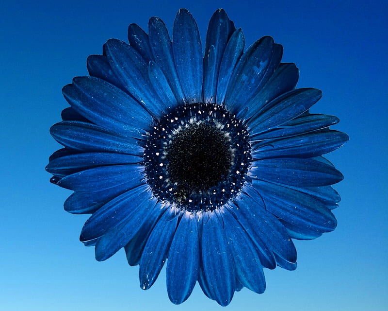 Gerbera, flor, gizzzi, azul, Fondo de pantalla HD | Peakpx