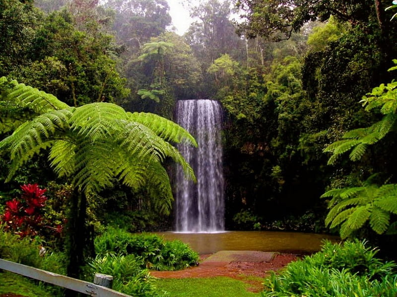 Forest falls, fall, exotic, greenery, bonito, palms, natire, plants, wildflowers, waterfall, HD wallpaper