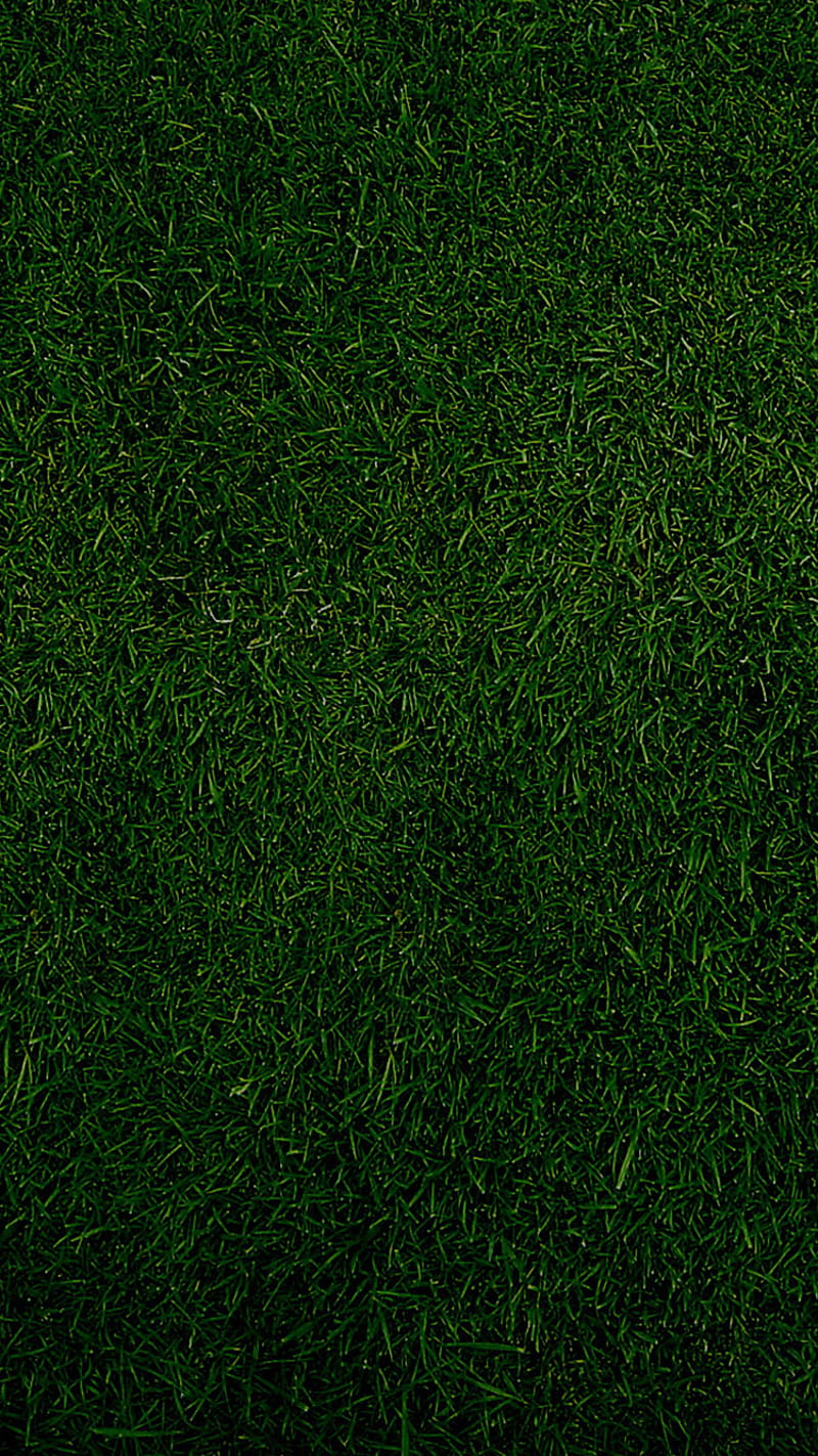 Greeny Grass iPhone Wallpaper HD