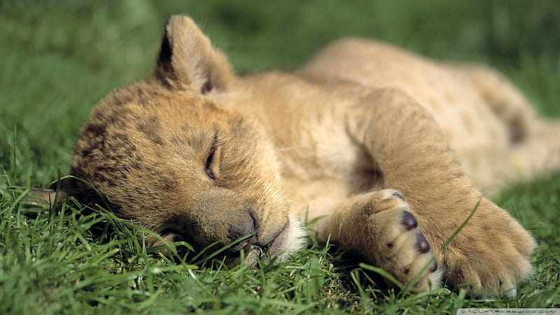 lion cub sleeping, cub, feline, cat, lion, HD wallpaper