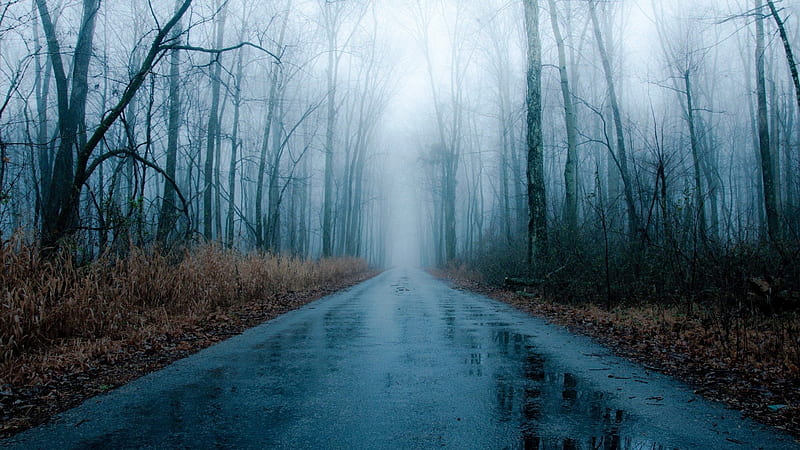 foggy rainy road through bare forest, forest, bare, rain, road, fog, winter, HD wallpaper
