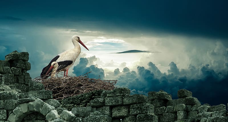 Nature, Birds, Bird, Animal, Cloud, Nest, Stork, White Stork, HD wallpaper