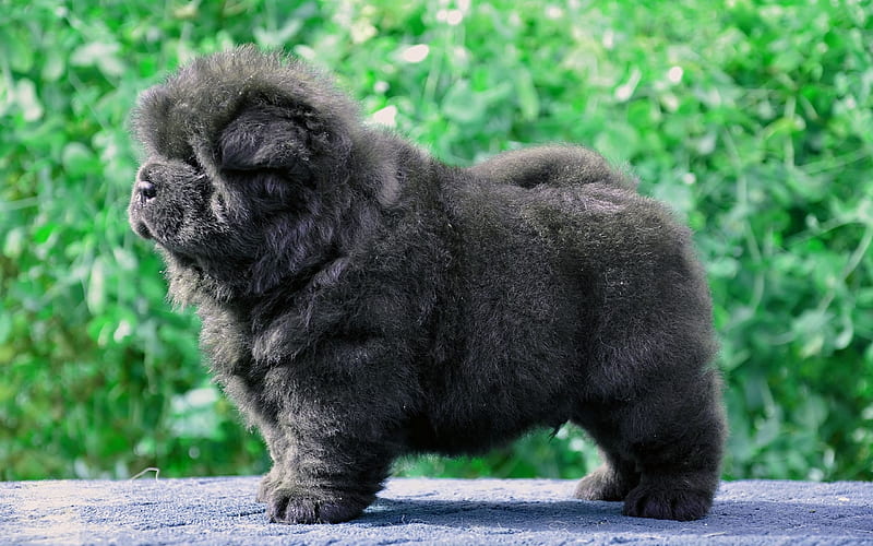 Chow Chow, fluffy dog, puppy, pets, gray Chow Chow, cute animals, dogs, Chow Chow Dog, HD wallpaper