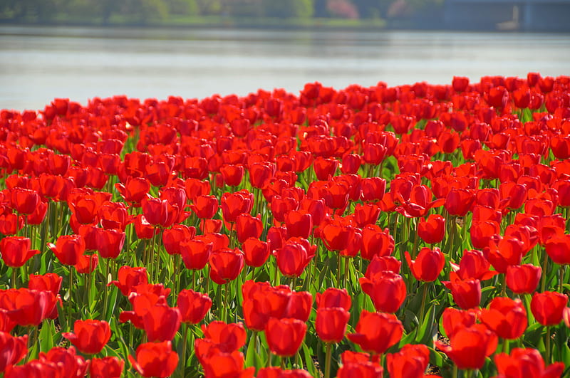 Tulips red carpet, red, colors, carpet, plants, flowers, beauty, nature, tulips, river, popular, field, HD wallpaper