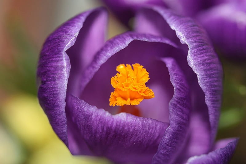 Purple Love, flower, amazing, purple, tulip, HD wallpaper