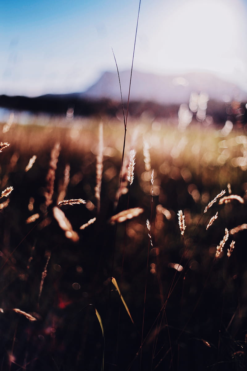 grass, nature, sunlight, depth of field, HD phone wallpaper