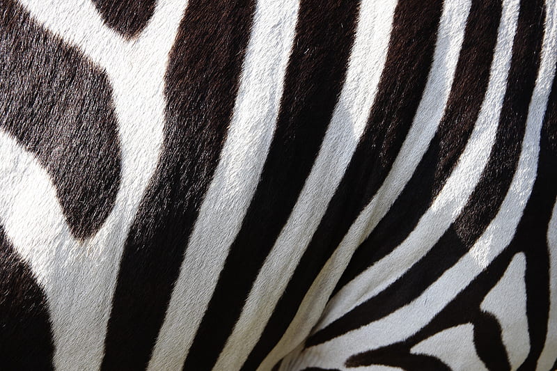 2K free download | Abstract, Zebra, Texture, Stripes, Fur, Black ...
