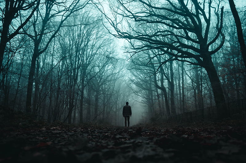 silhouette, forest, fog, loneliness, gloomy, HD wallpaper