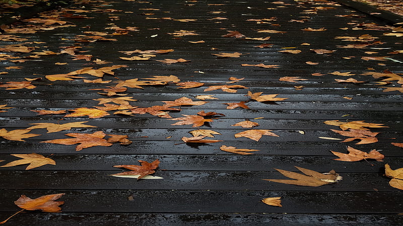 fall, autumn, fall nature, leaves, pak, scenes, HD wallpaper