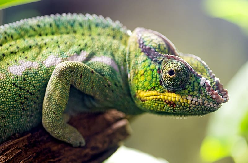 Chameleon, animals, zoology, herpetology, freshwater animals, amphibian, reptiles, HD wallpaper