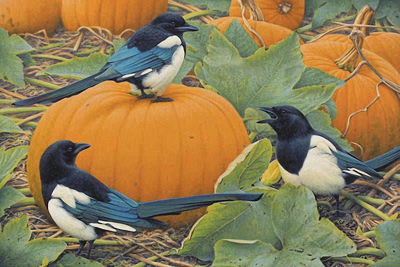 Halloween comes, birds, paint, pumpkin, magpie, HD wallpaper