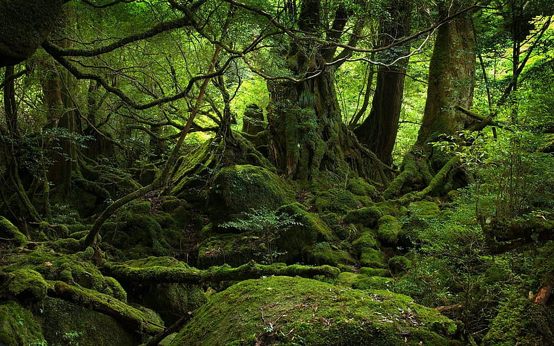 Green Mossy Forest, forest, mossy, nature, green, HD wallpaper
