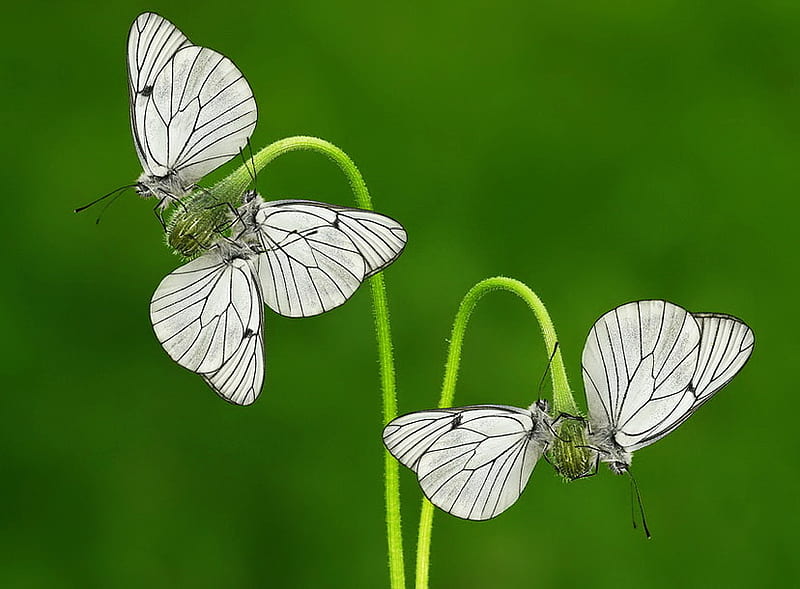 Whites, white and black, five, green plant, butterflies, green background, HD wallpaper