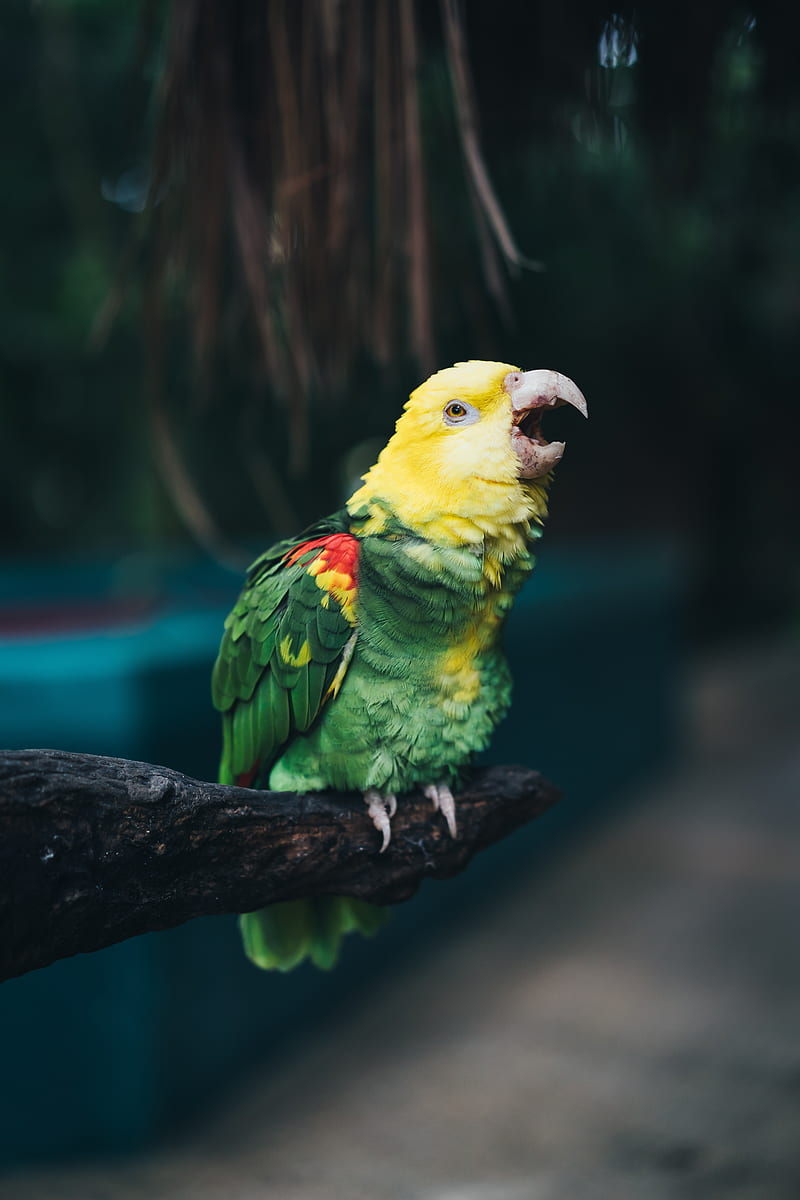 yellow-headed amazon, parrot, bird, beak, color, HD phone wallpaper