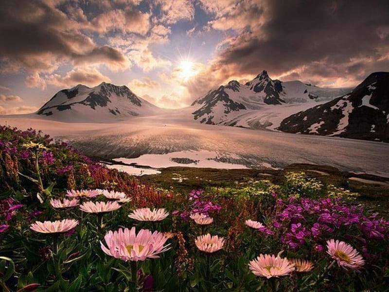 Alaskan Garden, scenic, rock, Alaska, bonito, clouds, cold, nice, stone, scenery, amazing, sky, cool, snow, mountains, flower, awesome, garden, nature, petals, frozen, scene, field, landscape, HD wallpaper
