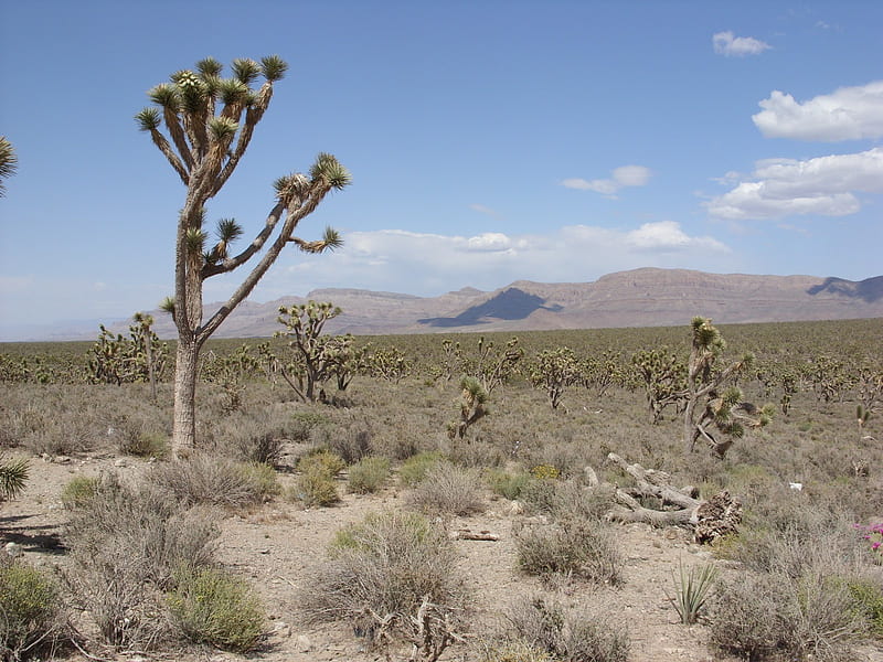 Mojave Desert, utah, nevada, california, arizona, mojave, HD wallpaper