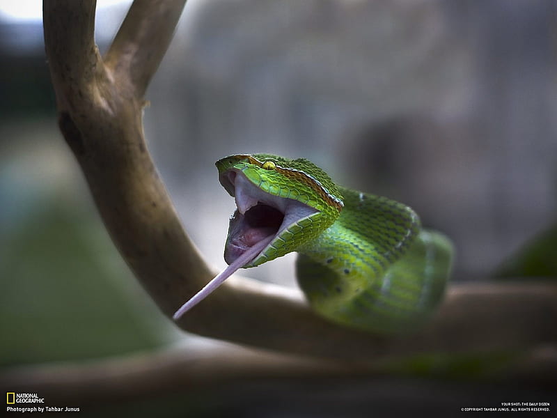 The snake swallowed mouse-National Geographic- of the Day, HD wallpaper