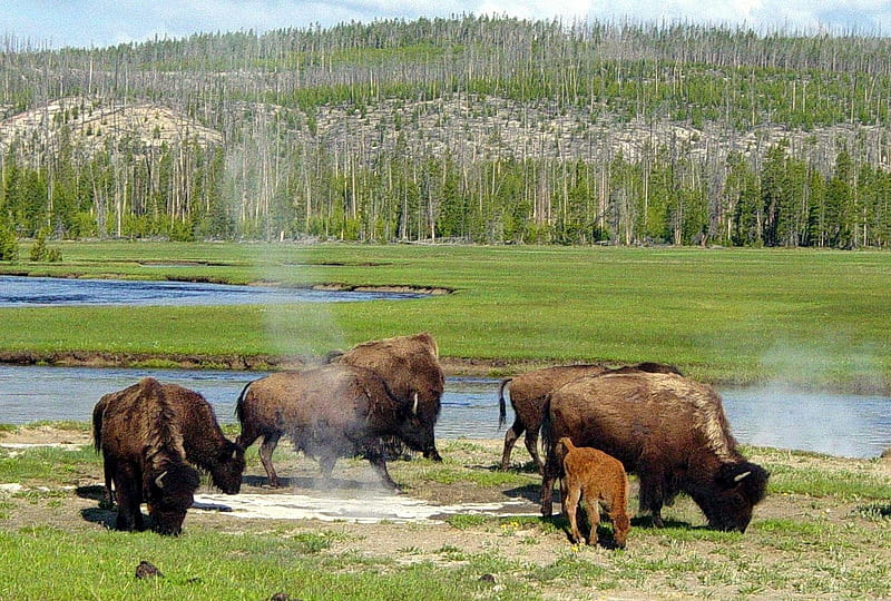 Buffaloes Near A Hot Spring In Yellowstone, water, cattle, nature, trees, national Park, HD wallpaper