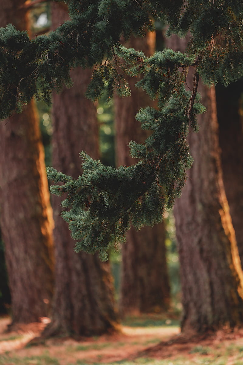 branch, pine, trees, forest, coniferous, HD phone wallpaper