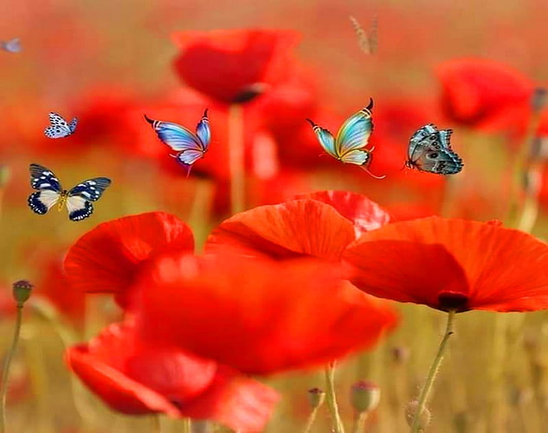 Por encima de las amapolas, rojo, flores, mariposas, amapolas 