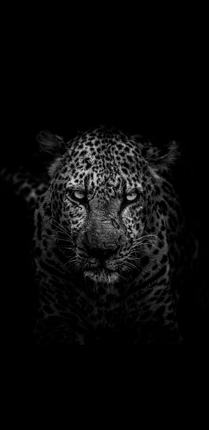 Leopard , black, white, gray, nature, animal, eyes, angry, cat, HD phone wallpaper