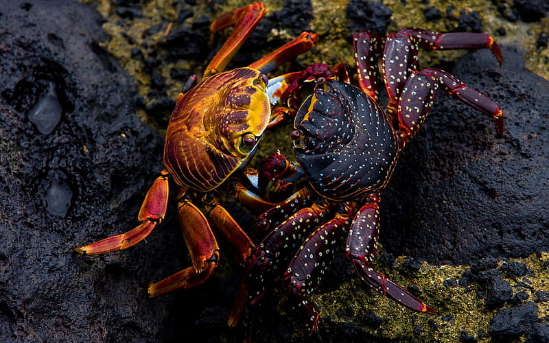 kissing crab, moss, rock, crab, animal, HD wallpaper