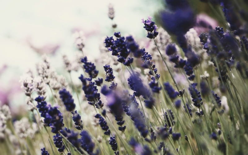 Lavender, blossom, purple, bloom, flower, nature, fragrance, HD wallpaper
