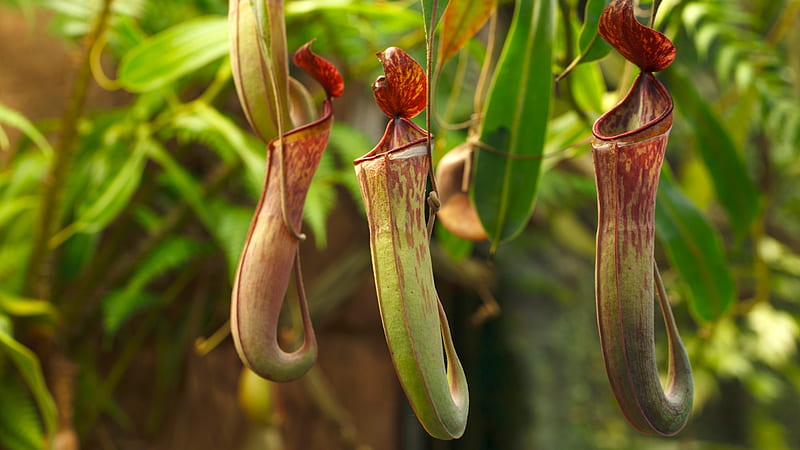 Meat Eating Plant That Snacks On Mice Is The Stuff Of Nightmares, Carnivorous Plant, HD wallpaper