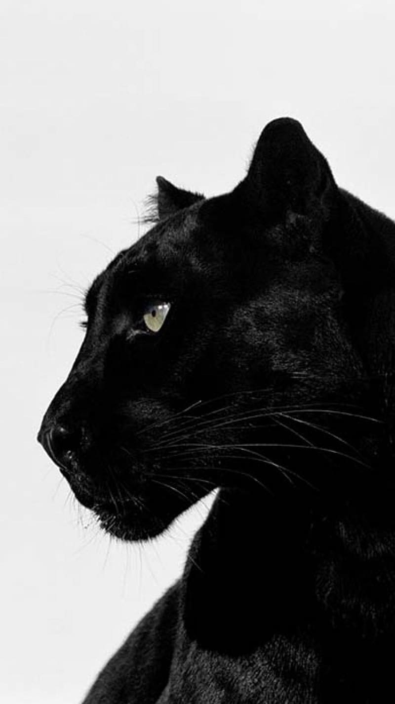 Black Panther , black , panther, animal, cat family, white, HD phone wallpaper